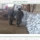 sale of corn silage - packing of forage corn 30 kilograms